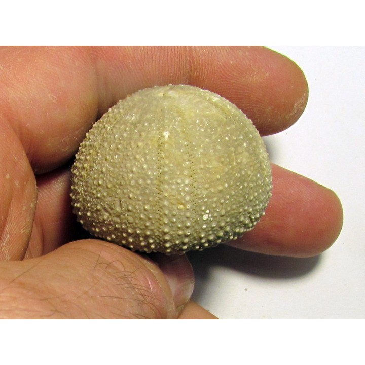 Psephechinus daguini (1)