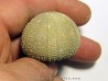 Psephechinus daguini (1)
