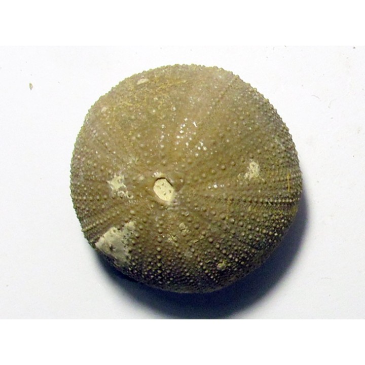 Psephechinus daguini (2)