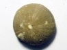 Psephechinus daguini (2)