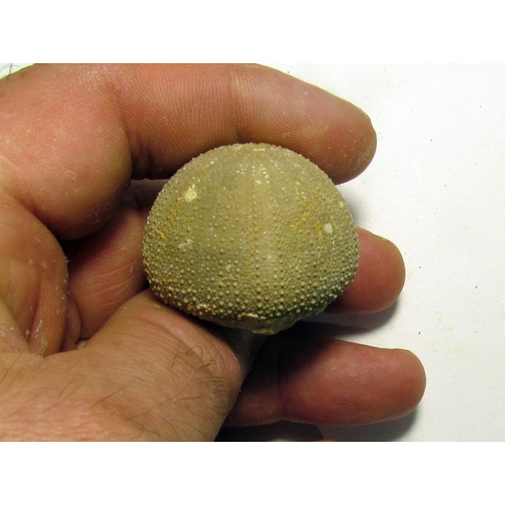 Psephechinus daguini (2)