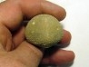 Psephechinus daguini (2)