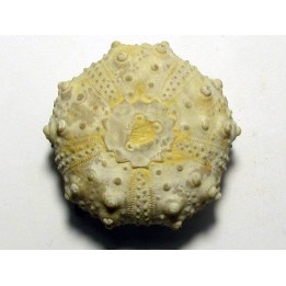 urchin GONIOPYGUS COUTINI (2)