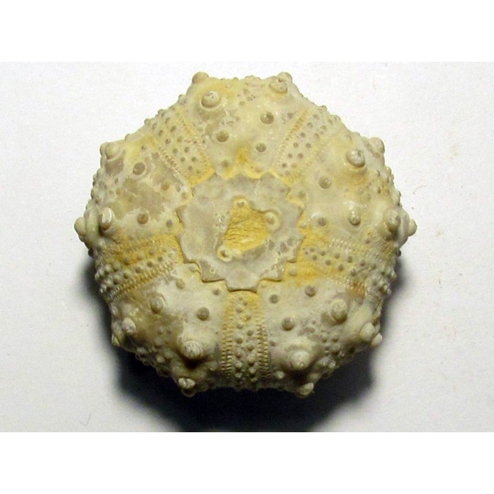 urchin GONIOPYGUS COUTINI (2)