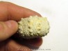 urchin GONIOPYGUS COUTINI (2)