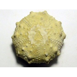 urchin GONIOPYGUS COUTINI (3)
