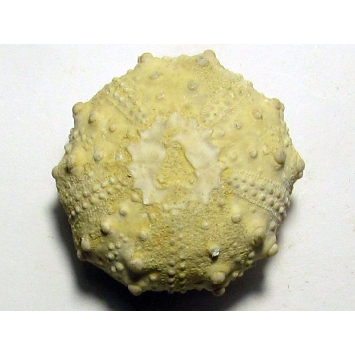 oursin GONIOPYGUS COUTINI (3)