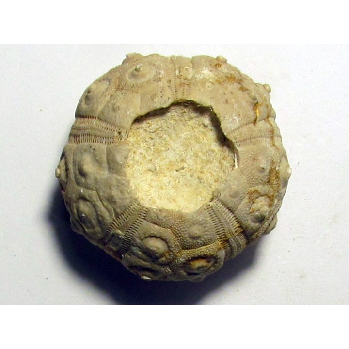 Dorocidaris taouzensis (1)