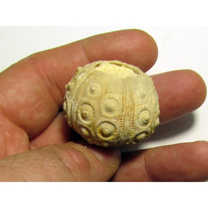 Dorocidaris taouzensis (1)