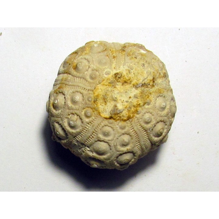 Dorocidaris taouzensis (1)