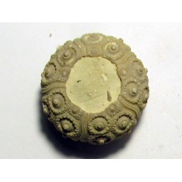 NENOTICIDARIS MERCIERI  (1)