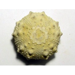 urchin GONIOPYGUS COUTINI (7)