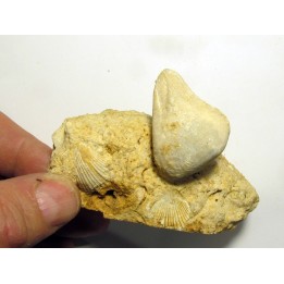 Claviaster libicus (1)
