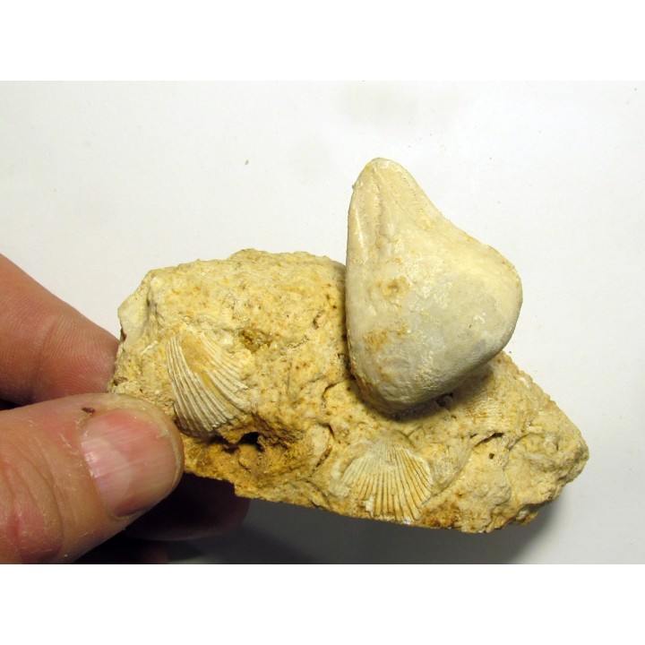 Claviaster libicus (1)