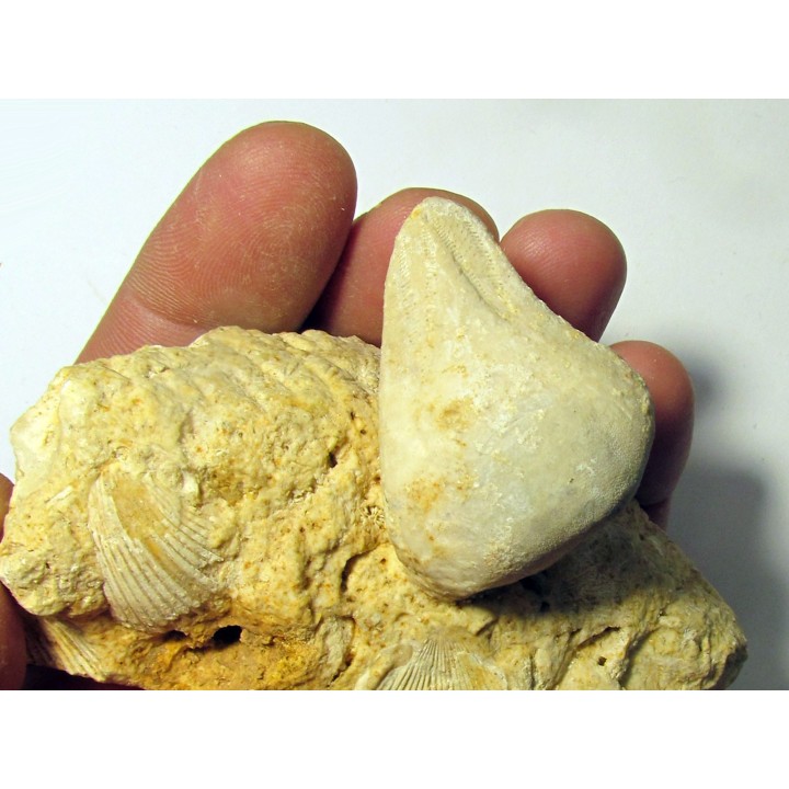 Claviaster libicus (1)