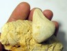 Claviaster libicus (1)