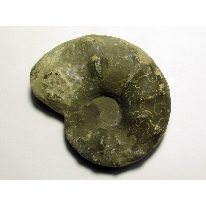 CERATITES SPINOSUS (1) 