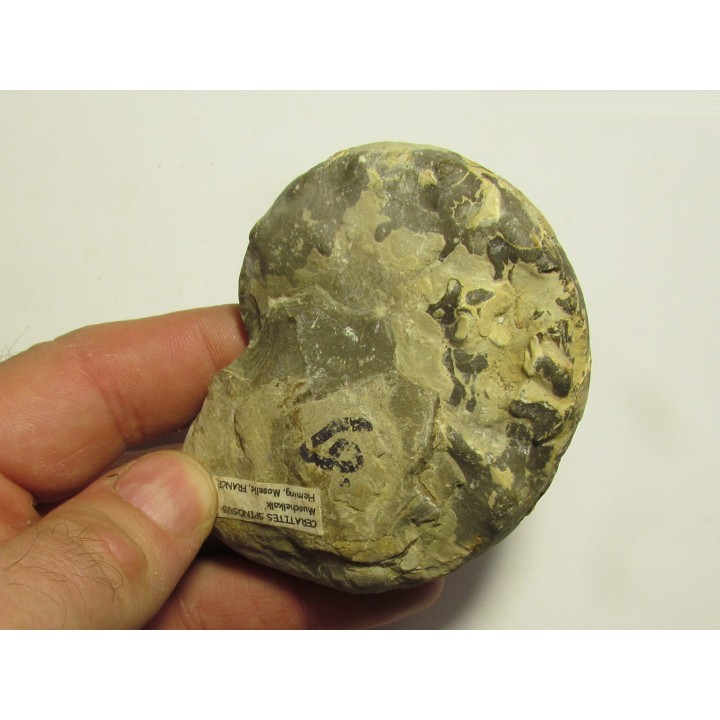 CERATITES SPINOSUS (1) 