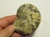 CERATITES SPINOSUS (1)