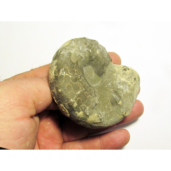 CERATITES SPINOSUS (1) 