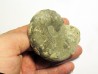 CERATITES SPINOSUS (1)