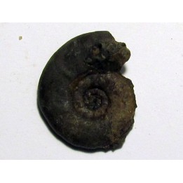 XENOCELTITES SUBEVOLUTUS 