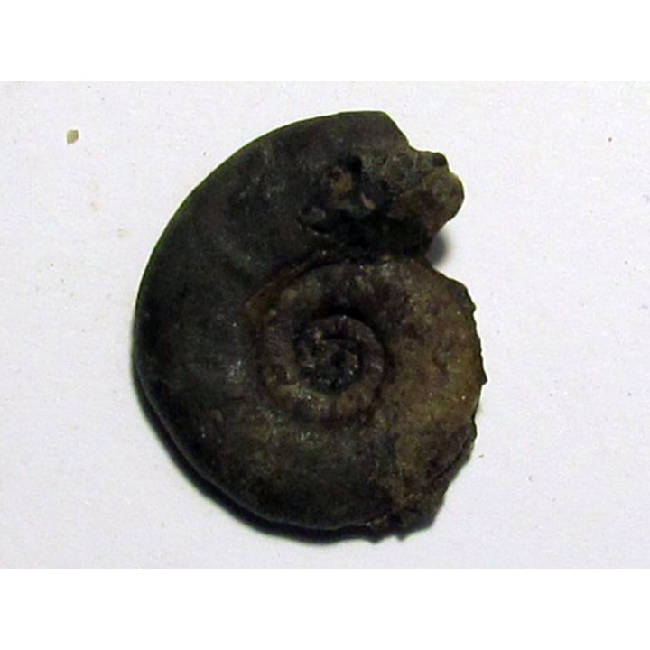 XENOCELTITES SUBEVOLUTUS 