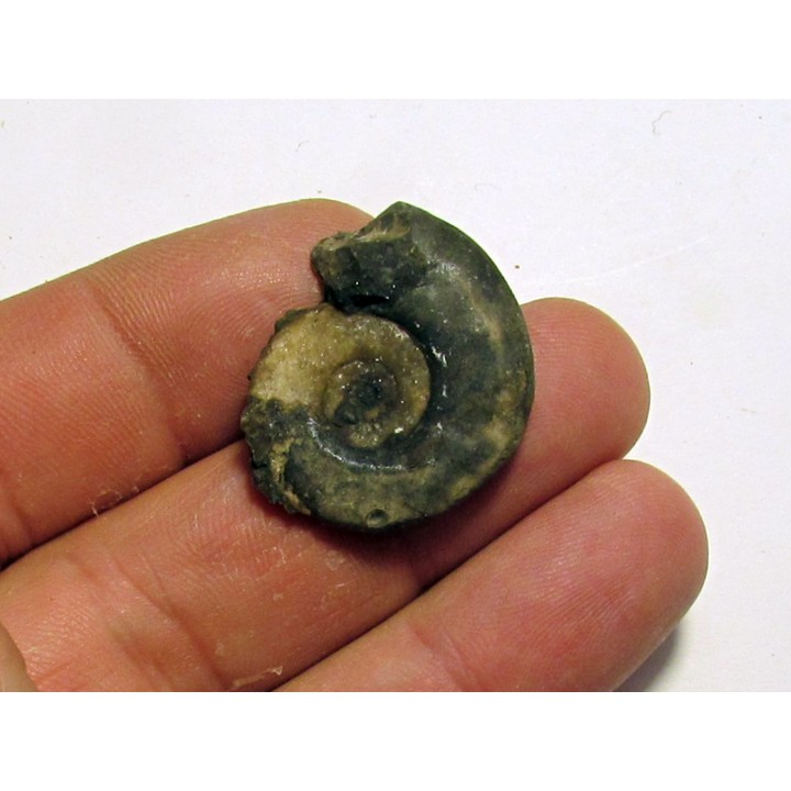 XENOCELTITES SUBEVOLUTUS 