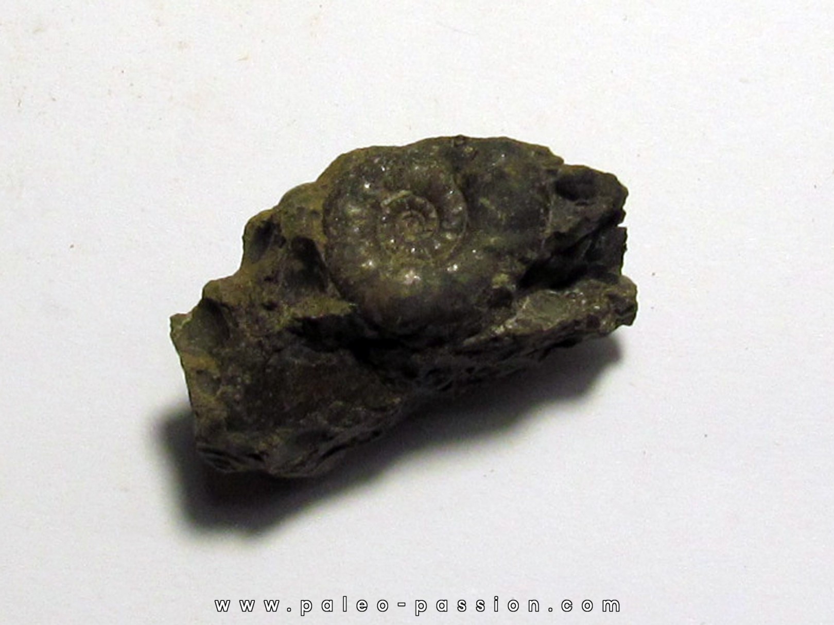XENOCELTITES SUBEVOLUTUS (1)