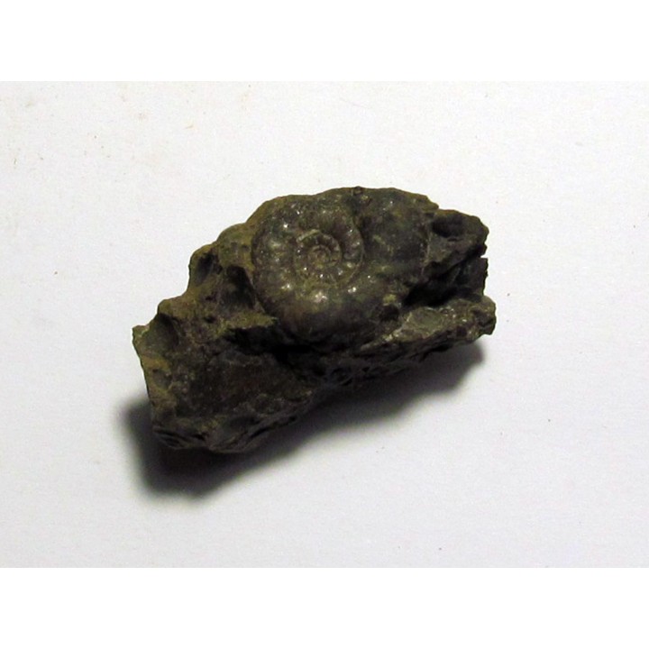 XENOCELTITES SUBEVOLUTUS  (1)