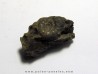 XENOCELTITES SUBEVOLUTUS (1)
