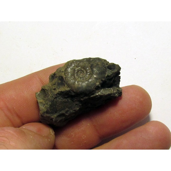 XENOCELTITES SUBEVOLUTUS  (1)