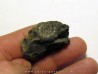 XENOCELTITES SUBEVOLUTUS (1)