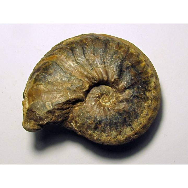 PSEUDOSCHLOENBACHIA HOEPENIFORMIS