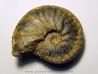 PSEUDOSCHLOENBACHIA HOEPENIFORMIS