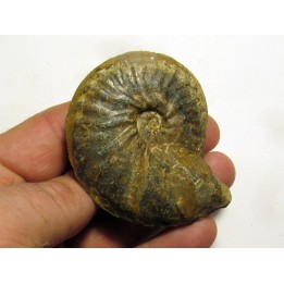 PSEUDOSCHLOENBACHIA HOEPENIFORMIS