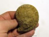 PSEUDOSCHLOENBACHIA HOEPENIFORMIS