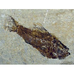 PATEROPERCA ROBUSTA