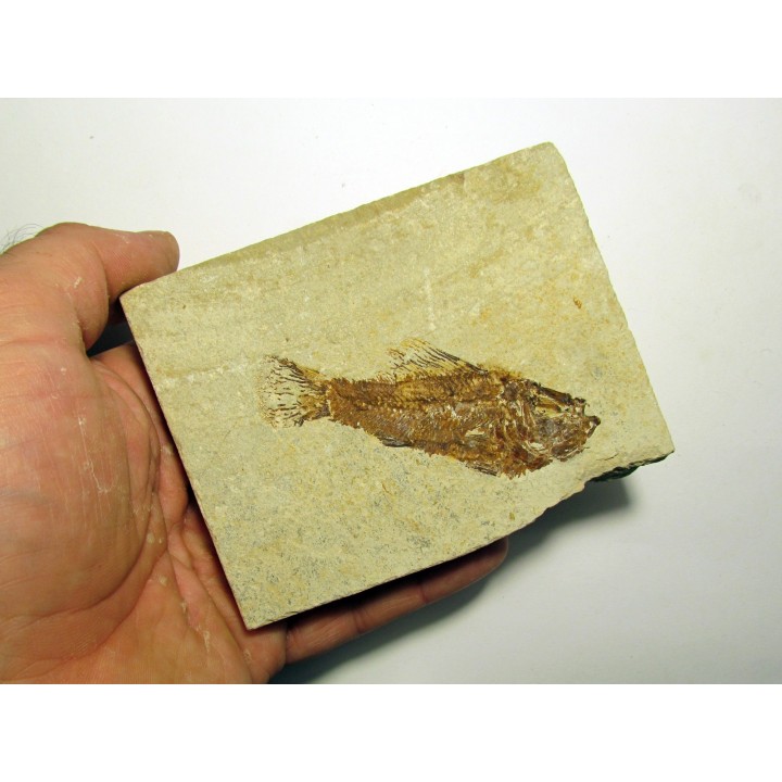 PATEROPERCA ROBUSTA