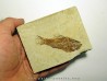 PATEROPERCA ROBUSTA