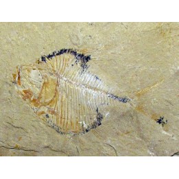 DIPLOMYSTUS BIRDI (4)