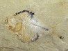 DIPLOMYSTUS BIRDI (4)
