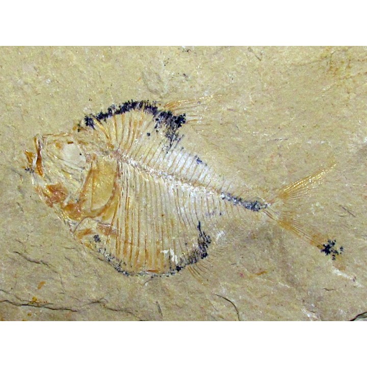 DIPLOMYSTUS BIRDI (4)