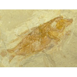 CTENOTHRISSA SIGNIFER (2)