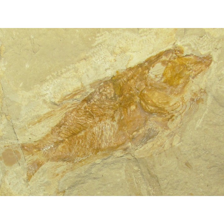 CTENOTHRISSA SIGNIFER (2)