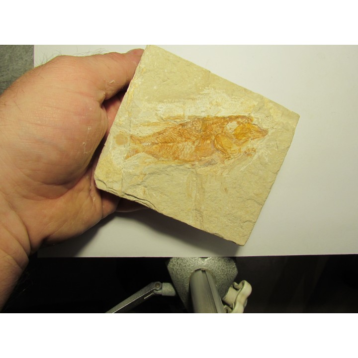 CTENOTHRISSA SIGNIFER (2)