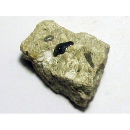 primitive shark tooth ORODUS sp. (1)