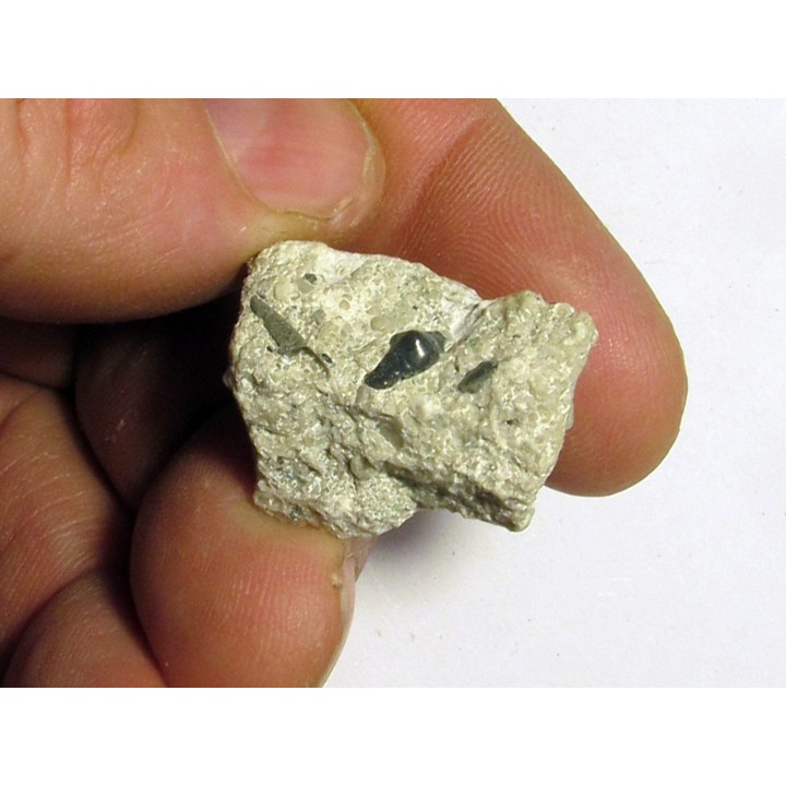 primitive shark tooth ORODUS sp. (1)