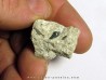 dent de requin primitif ORODUS sp. (1)