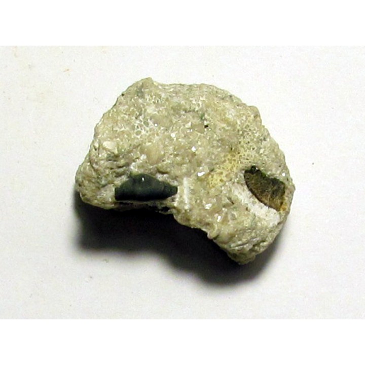 primitive shark tooth ORODUS sp. (3)